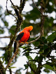 Andean Cock-of-the-rock on tree branch in Ecuador