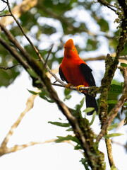 Andean Cock-of-the-rock on tree branch in Ecuador