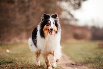 Colliedog