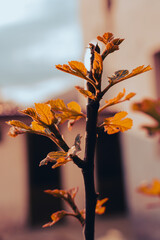 A branch of a tree with leaves that are orange and brown. The branch is leaning towards the camera