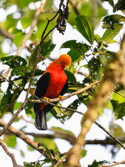 Andean Cock-of-the-rock on tree branch in Ecuador