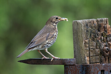 A close up of a song thrush, Turdus philomelos, as it stands on an old metal gate bracket. It has...
