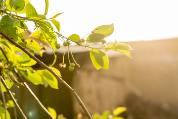 A tree branch with green leaves and a few small fruits. The sun is shining on the leaves, creating...