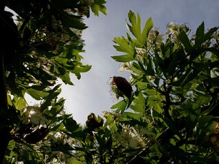 Melolonthinae against a blue sky background on white hawthorn flowers. An insect in the process of pollination of a hawthorn flower.