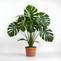 A large potted monstera deliciosa plant with large, green tropical leaves