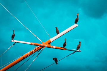 Birds on a poll in Tampa Bay Florida