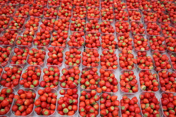 Fruits and vegetables are sold at a bazaar in Israel.