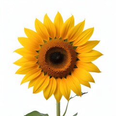 A bright yellow sunflower with a large center and vibrant petals against a white background