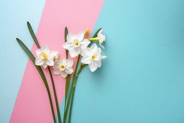 Beautiful white daffodils on a colorful backdrop. Ideal for spring-themed designs