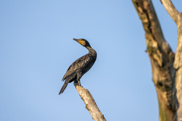 ptactwo, czapla, charakter, zwierzak, dzika natura, belfer, blękit, pierze, kormoran,