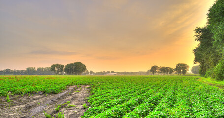 A rural landscape of potato growing fields in The Netherlands at sunset.