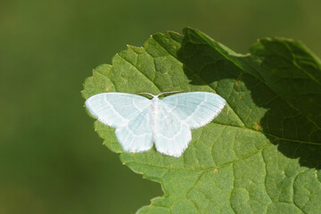 Closeup geometer moth Little emerald (Jodis lactearia). Tribe Hemitheini. Subfamily Geometrinae. Family Geometridae. On a leaf. Dutch garden, Spring, May.