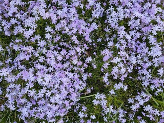 Fototapeta premium Bodendecker mit vielen Blüten