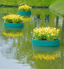 yellow flowers in the water