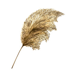 Realistic boho dry plant. Watercolor hand drawn Pampas Grass isolated on transparent background....