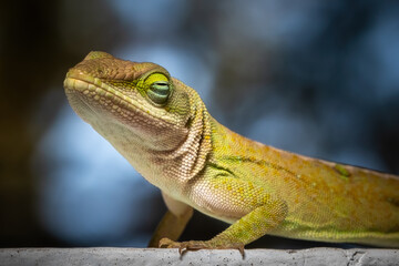 An expressive green anole appears relaxed and chill.
