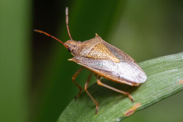 A Rice Stink Bug (Oebalus pugnax), a common pest of cereal crops