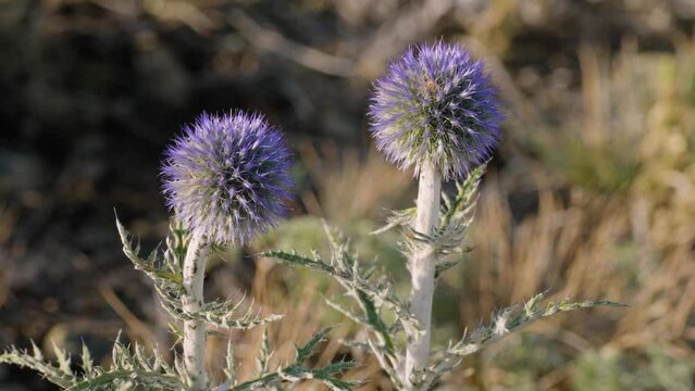 Southern Urals, blooming southern globethistle (Echinops ritro) in the mountains.