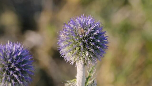 Southern Urals, blooming southern globethistle (Echinops ritro) in the mountains.