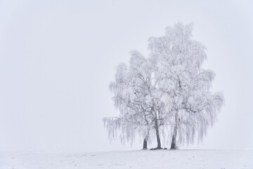 Free-standing birch trees during fog and severe frost. Frost on the branches in cloudy weather