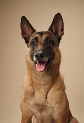 Close-up portrait of a Belgian Malinois against a neutral backdrop. Breed perfect for projects involving service dogs or animal behavior