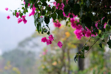 Pink bougainvillea flowers by the trees in Green Fantasy Forest, Miaoli County Taiwan.