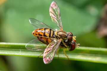 A pair of copulating Margined Calligraphers (Toxomerus marginatus).