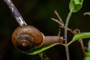 An Eastern Whitelip Snail rests easy on a dew-laden leaf.