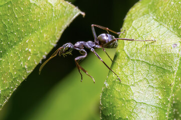 A Silky Field Ant checking to see if the leaf on the other side is greener