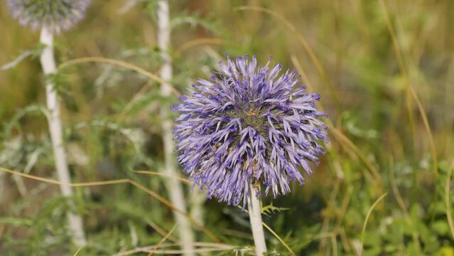 Southern Urals, blooming southern globethistle (Echinops ritro) in the mountains.