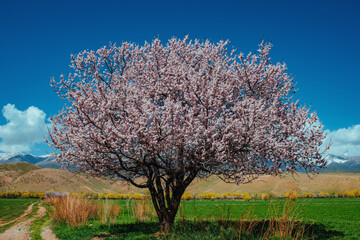 Blossoming apricot tree in a picturesque valley in springtime