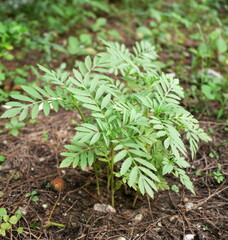 A group of Marigold Young plants
