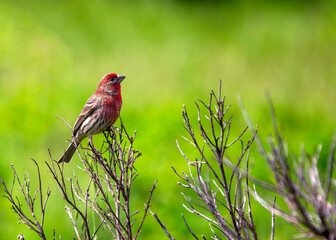 Female House Finch (Haemorhous mexicanus) - Subtle Charmer with Streaks