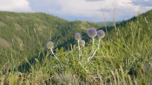 Southern Urals, blooming southern globethistle (Echinops ritro) in the mountains.