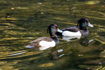 Male Tufted Duck (Aythya fuligula) - Europe's Elegant Diver