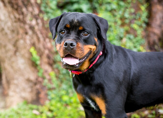 A friendly purebred Rottweiler dog with a happy expression