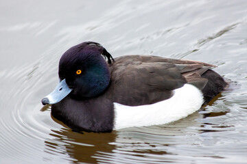 Male Tufted Duck (Aythya fuligula) - Europe's Elegant Diver