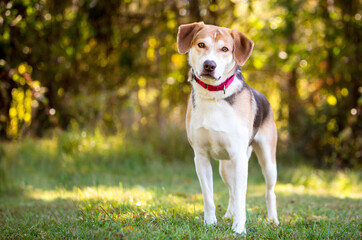 A tricolor Hound mixed breed dog wearing a red collar, looking at the camera