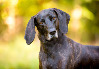 A brindle Plott Hound dog looking at the camera and listening with a head tilt