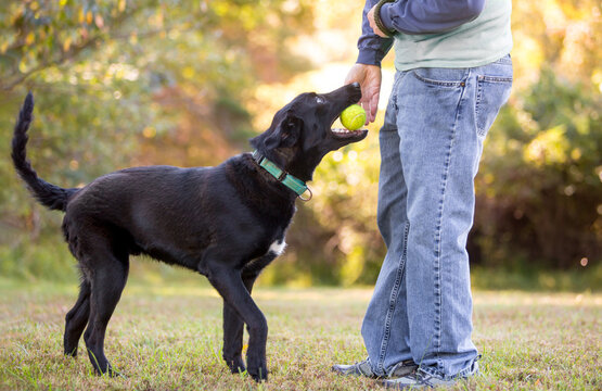 A black Retriever mixed breed dog playing fetch and giving a ball to a person