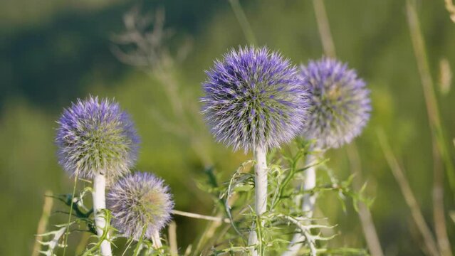 Southern Urals, blooming southern globethistle (Echinops ritro) in the mountains.