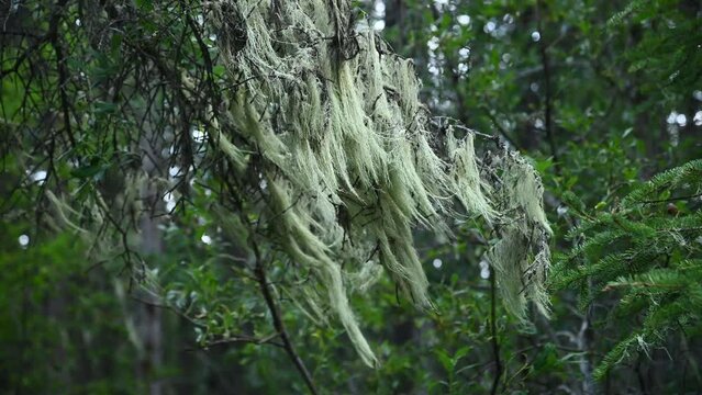 Delicate Witch&rsquo;s Hair lichen growing on dead branches in a dense forest. The pale green lichen is blowing in a light wind.
