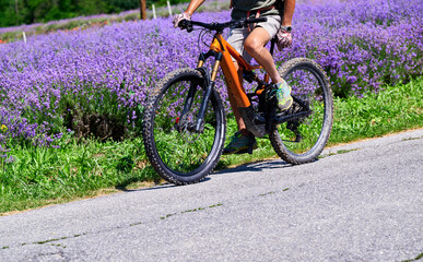 Man riding a bicycle among lavender fields flowering near the village of Sale San Giovanni, Langhe region, Piedmont, Italy