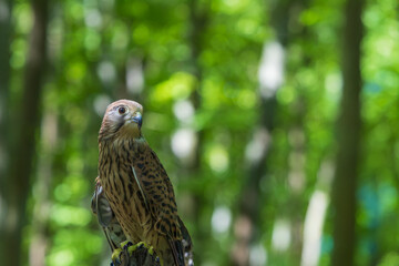 Kestrel (Falco tinnunculus) in a green deciduous forest. The kestrel is falconry guided.