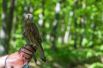 Kestrel (Falco tinnunculus) in a green deciduous forest. The kestrel is falconry guided.