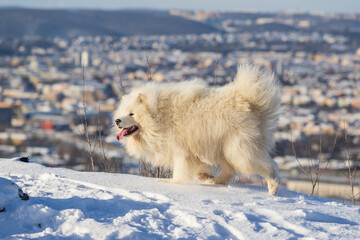 Samoyed - Samoyed beautiful breed Siberian white dog. The dog stands on a snowy path by the bushes and has his tongue out.
