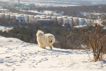 Samoyed - Samoyed beautiful breed Siberian white dog. The dog stands on a snowy path by the bushes...
