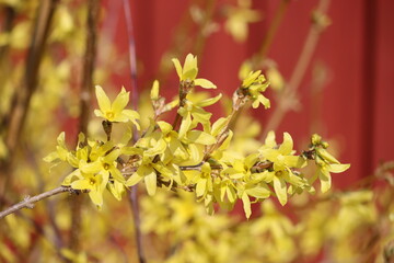 Sweden. Forsythia is a genus of flowering plants in the olive family Oleaceae. There are about 11...