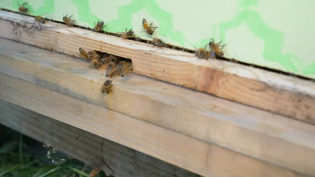 Bees
