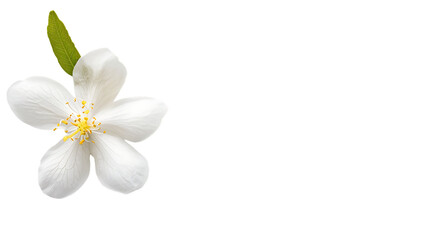 A small white jasmine flower on the left side of an all white background